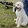 SHG Photo