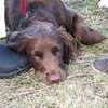 SHG Photo