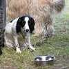SHG Photo