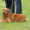 SHG Photo