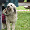 SHG Photo