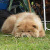 SHG Photo