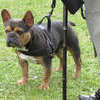 SHG Photo