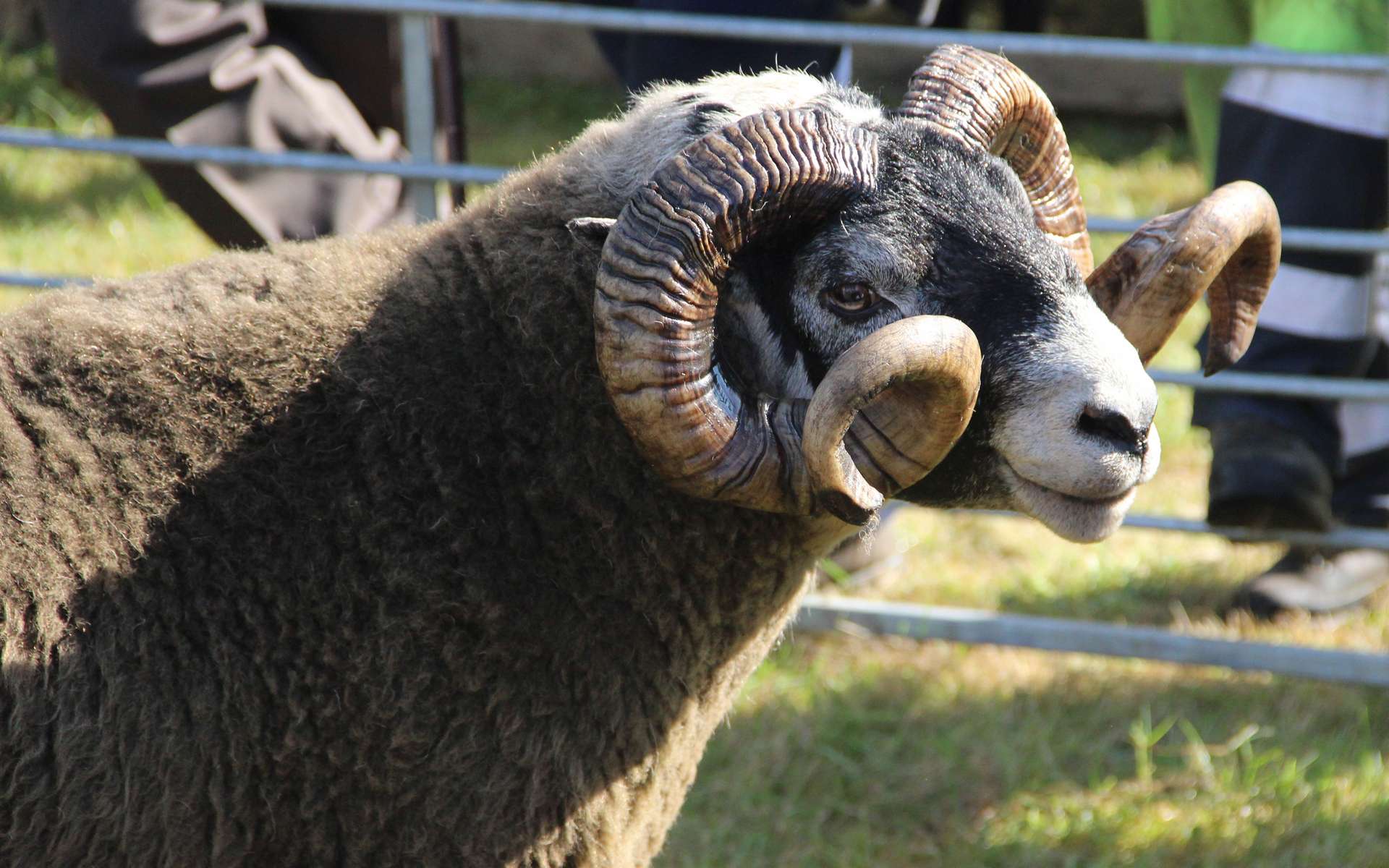 sheep
