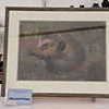 SHG Photo